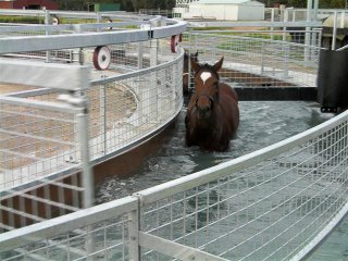 finniss-lodge-thoroughbreds-23
