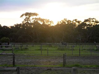 finniss-lodge-thoroughbreds-13