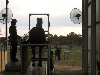 finniss-lodge-thoroughbreds-15