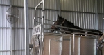 finniss-lodge-thoroughbreds-11