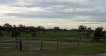 finniss-lodge-thoroughbreds-12