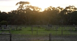 finniss-lodge-thoroughbreds-13