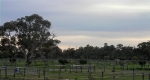 finniss-lodge-thoroughbreds-14
