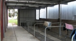 finniss-lodge-thoroughbreds-16