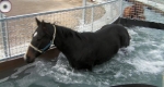 finniss-lodge-thoroughbreds-17