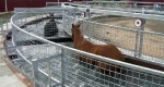 finniss-lodge-thoroughbreds-18