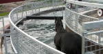 finniss-lodge-thoroughbreds-22