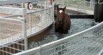 finniss-lodge-thoroughbreds-23