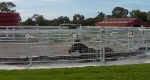 finniss-lodge-thoroughbreds-25