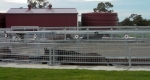 finniss-lodge-thoroughbreds-26