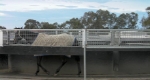 finniss-lodge-thoroughbreds-30