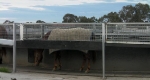 finniss-lodge-thoroughbreds-31