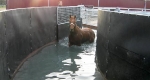 finniss-lodge-thoroughbreds-34