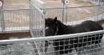 finniss-lodge-thoroughbreds-6