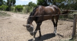 finniss-lodge-thoroughbreds-7