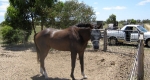 finniss-lodge-thoroughbreds-8
