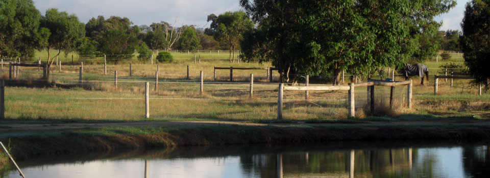Finniss Lodge Thoroughbreds