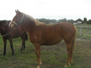 Soldiers Tale Filly