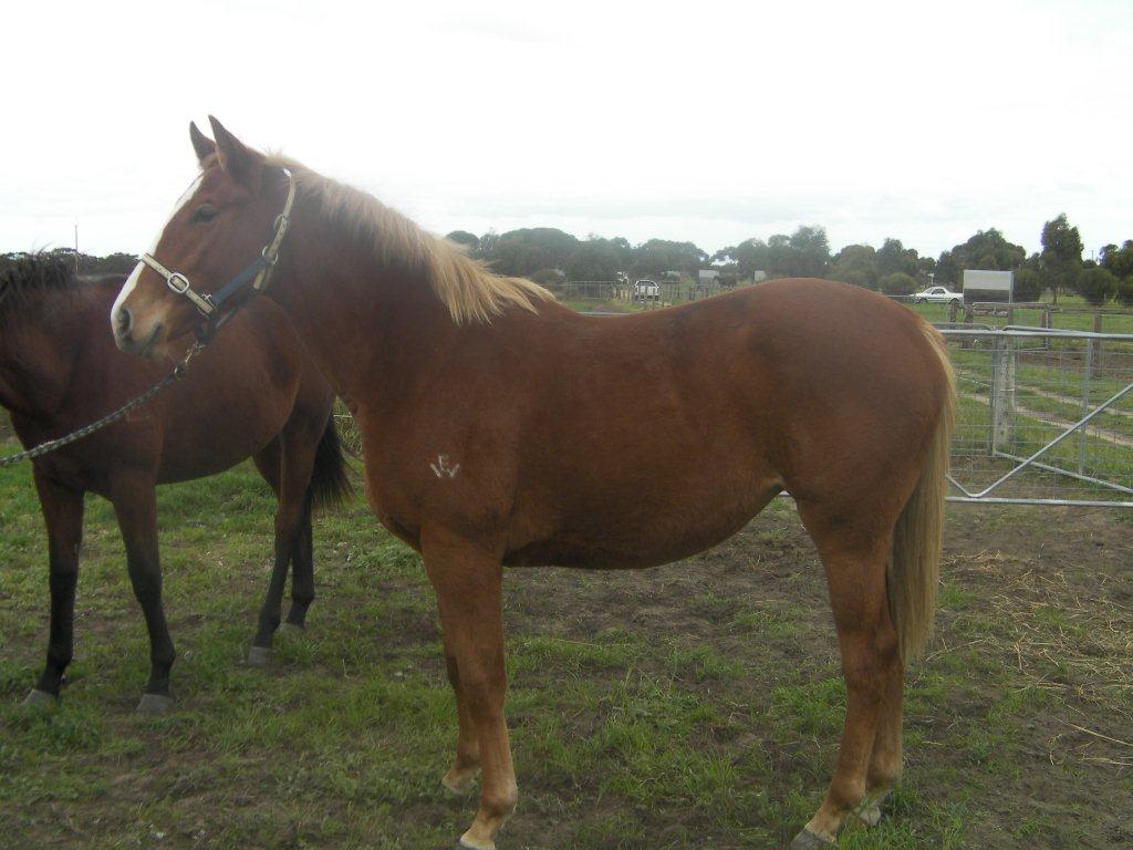 Soldiers Tale Filly