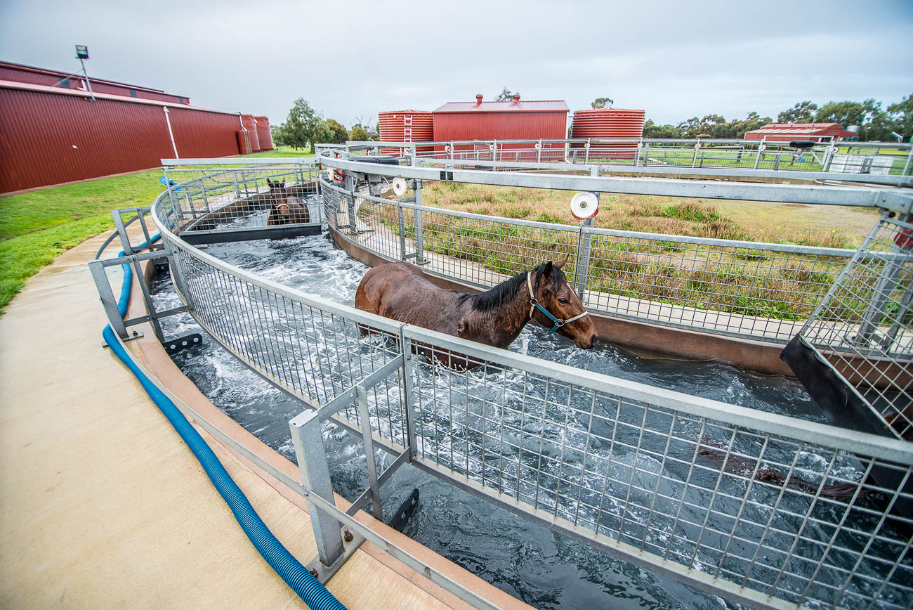 Horse-Training-South-Australia-Adelaide-Finniss-12