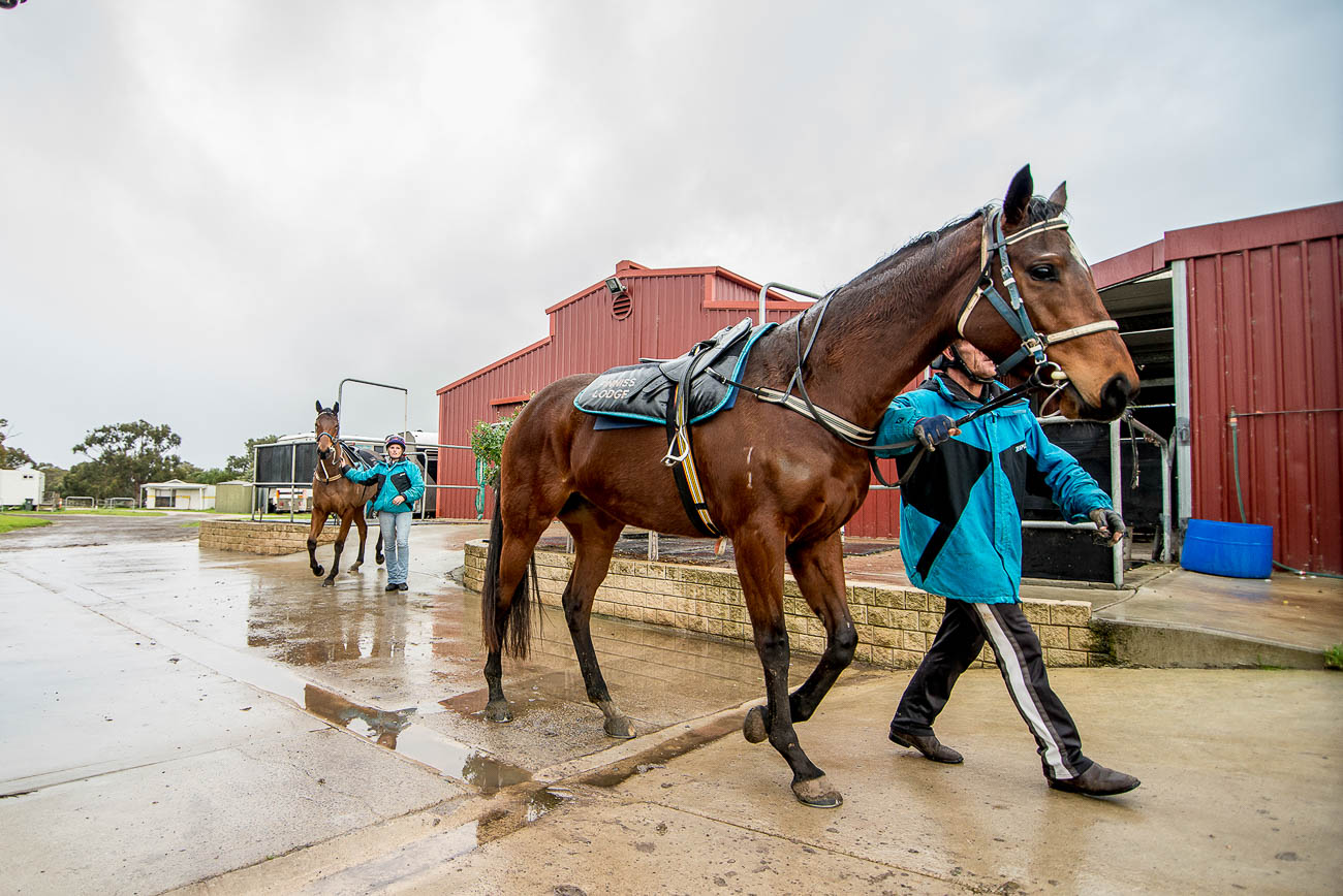Horse-Training-South-Australia-Adelaide-Finniss-15